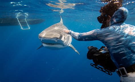 Saved From the Shark: Uma Jornada de Suspense e Ação Aquática Através do Cinema Primitivo!